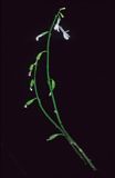 lobelia jeziorna Lobelia dortmanna