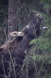 łoś Alces alces samiec po zrzucemiu rogów