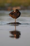 łyska, Fulica atra