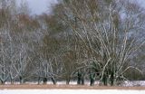 Mazowsze, wierzby przydrożne