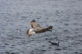 młodociana mewa siodłata Larus marinus