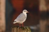 mewa śmieszka Larus ridibundus