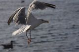 mewa srebrzysta Larus argentatus