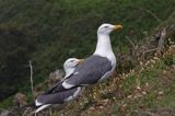 mewa żółtonoga brytyjska Larus fuscus graellsii, Herm Island, Channel Islands