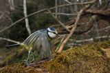 Modraszka, sikora modra, Cyanistes caeruleus, Parus caeruleus