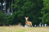 Muflon, Ovis aries musimon, samiec