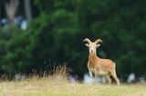 Muflon, Ovis aries musimon, samiec