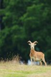Muflon, Ovis aries musimon, samiec