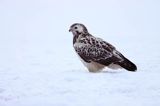 myszołów Buteo buteo