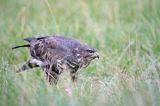 myszołów Buteo buteo