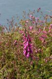 Naparstnica purpurowa Digitalis purpurea)