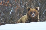 Niedźwiedź brunatny, Ursus arctos