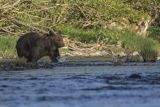 Niedźwiedź brunatny, Ursus arctos