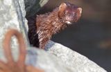 norka amerykańska, Mustela vison