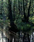 ols, rezerwat Sieraków, Kampinoski Park Narodowy