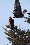 Orzeł przedni, zys, Aquila chrysaetos