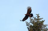 Orzeł przedni, zys, Aquila chrysaetos