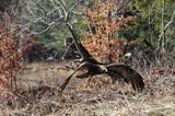 Orzeł przedni, zys, Aquila chrysaetos