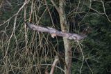 Orzeł przedni, zys, Aquila chrysaetos