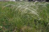 ostnica Stipa Ponidzie rezerwat stepowy 'Skorocice'