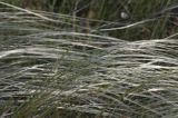 ostnica Stipa Ponidzie rezerwat stepowy 'Skorocice'