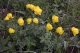 pełnik europejski Trollius europaeus rezerwat 'Bojarski Grąd' Nadbużański Park Krajobrazowy