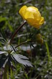 pełnik europejski Trollius europaeus rezerwat 'Bojarski Grąd' Nadbużański Park Krajobrazowy