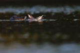 perkoz dwuczuby, Podiceps cristatus, rodzicielska reprymenda
