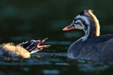 perkoz dwuczuby, Podiceps cristatus, rodzeństwo