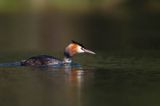 perkoz dwuczuby, Podiceps cristatus