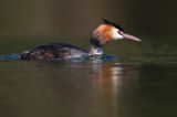 perkoz dwuczuby, Podiceps cristatus