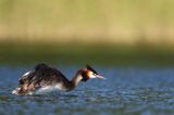 perkoz dwuczuby, Podiceps cristatus