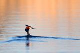perkoz dwuczuby, Podiceps cristatus
