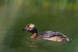 perkoz rogaty Podiceps auritus