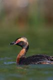 perkoz rogaty Podiceps auritus