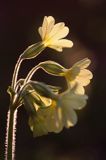 pierwiosnek wyniosły, Primula elatior pierwiosnka wyniosła