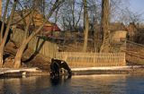 wieś Bindziuga nad Narwią, krowy u wodopoju