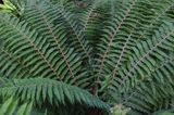 Polystichum setiferum, paprotnik szczecinkozębny