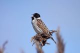 Potrzos zwyczajny, Emberiza schoeniclus