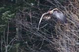 Orzeł przedni, zys, Aquila chrysaetos