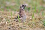 przepiórka, samiec, Coturnix coturnix