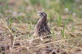 przepiórka, samiec, Coturnix coturnix