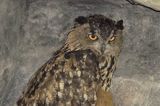 Puchacz Bubo bubo