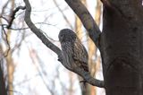 puszczyk uralski Strix uralensis
