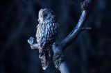 Puszczyk uralski, Strix uralensis