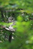 Puszczyk uralski, Strix uralensis