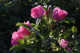 Róża pomarszczona. Rosa rugosa. kwiaty