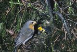Rudzik, raszka, Erithacus rubecula
