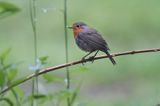 rudzik Erithacus rubecula