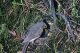 Rudzik, raszka, Erithacus rubecula